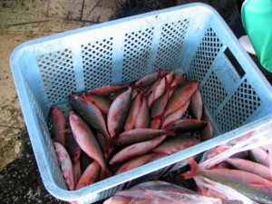 irabu-18.jpg(33580 byte)