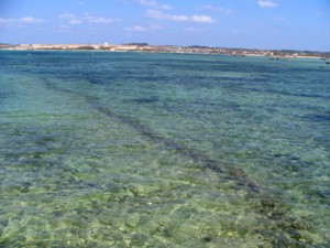 irabu-6.jpg(24013 byte)