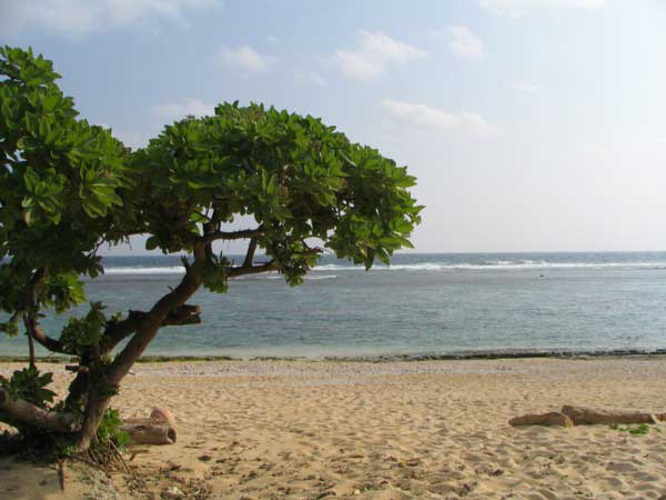 yoshino-7-b.jpg(31729 byte)