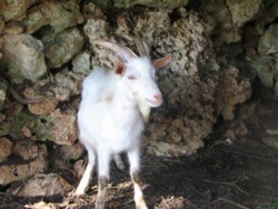 yagi-11.jpg(20858 byte)