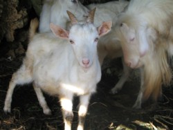 yagi-13.jpg(15914 byte)