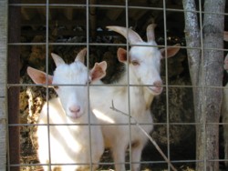 yagi-6.jpg(19349 byte)