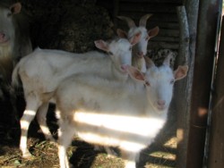 yagi-8.jpg(16053 byte)