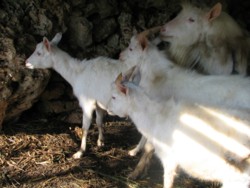 yagi-9.jpg(18434 byte)