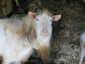 yagi-a.jpg(22442 byte)