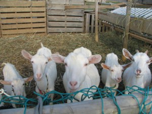 yagi-b.jpg(28358 byte)