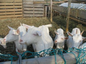 yagi-c.jpg(28618 byte)