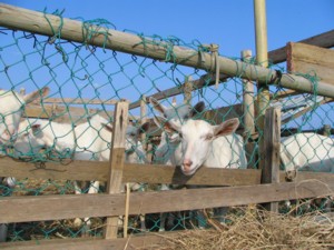 yagi-d.jpg(31159 byte)