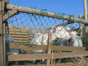 yagi-e.jpg(30113 byte)