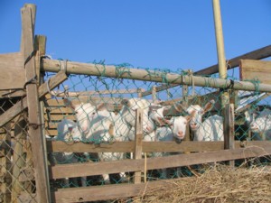 yagi-f.jpg(27833 byte)